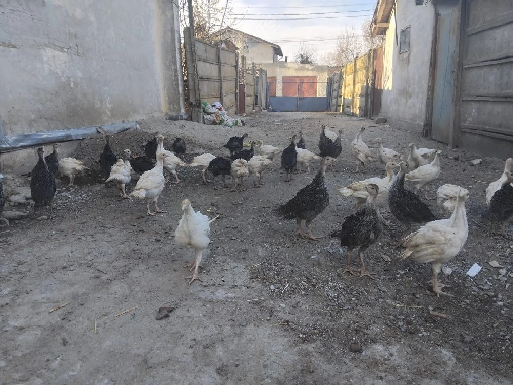 Vând pui de curcă de carne (alb și bronzat), vârsta 5 săptămâni, greutate 1,3 1,8 kg. Crescuți în g