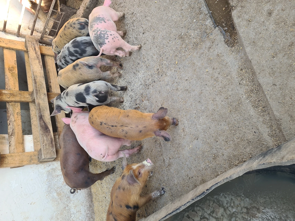 Vând 9 purcei,6 Femele și 3 Masculi