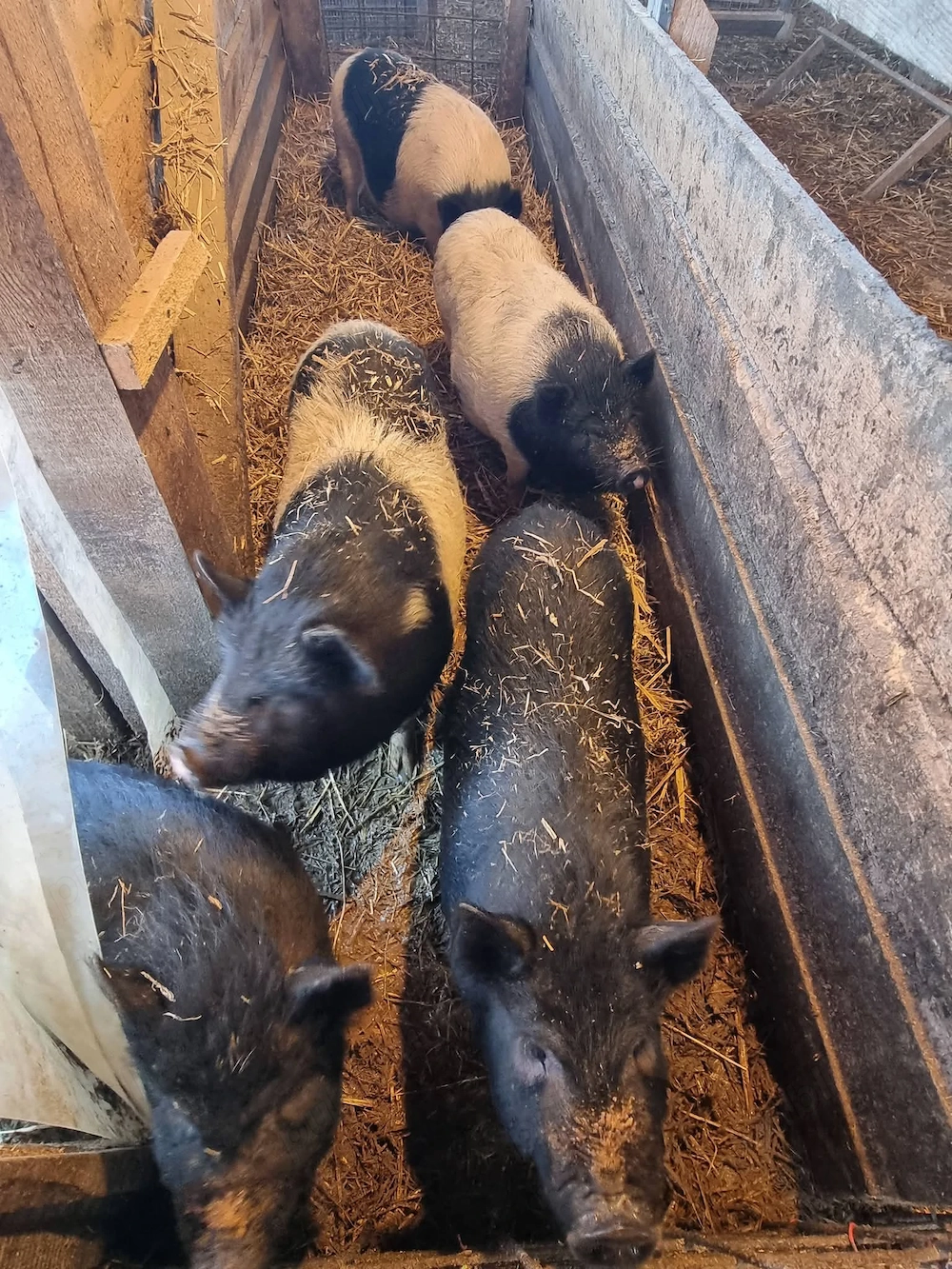 Vand 5 purcei bazna cu vietnamez