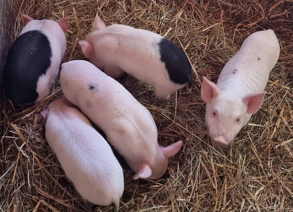 Vand 5 purcei  Bazna+ Vietnamez cu Landrace. 