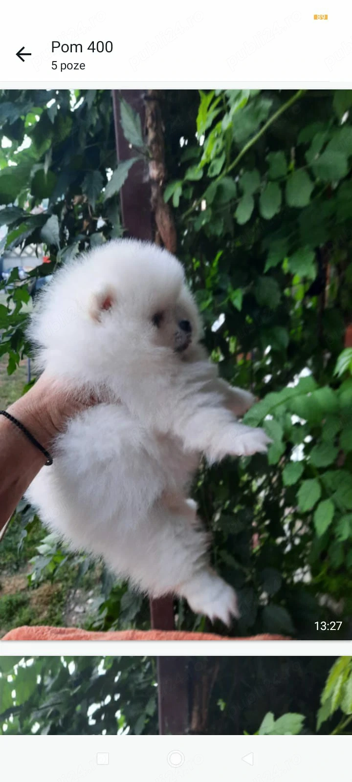 pomeranieni boo