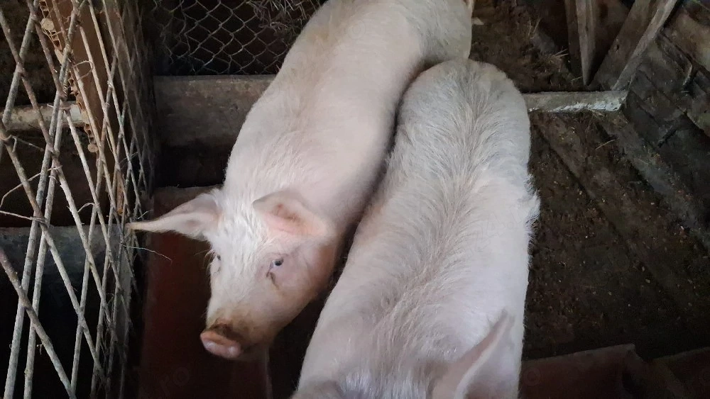 vând 2 porci