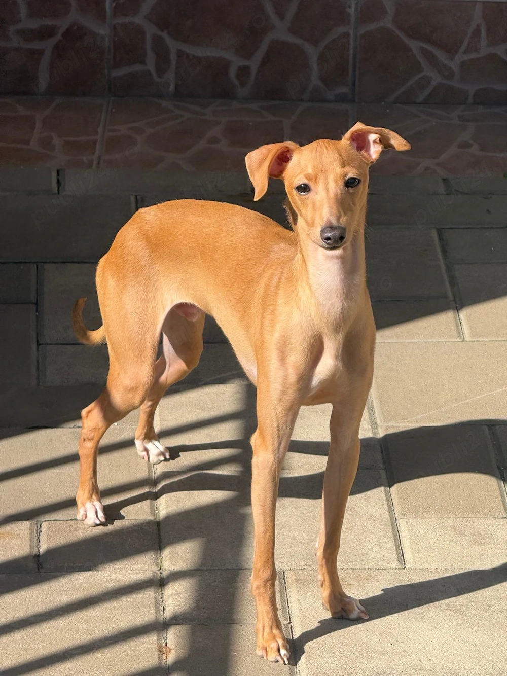 Piccolo Levriero Italiano