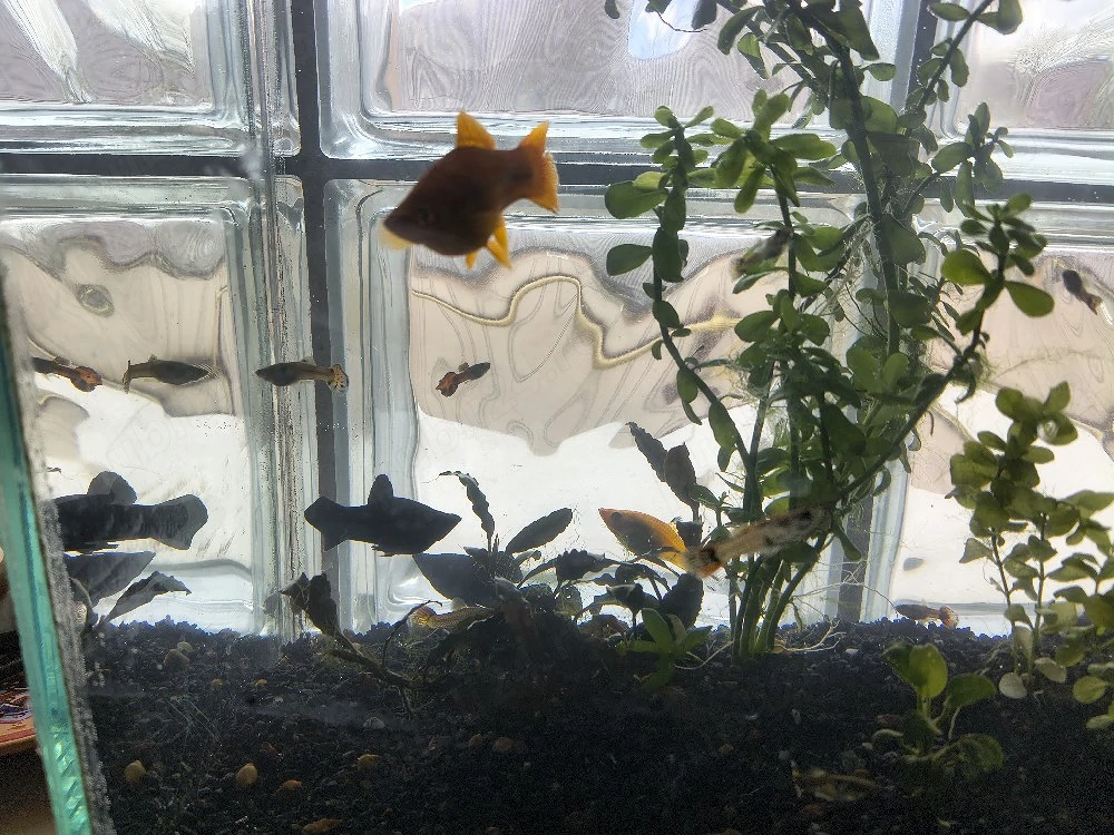 Vand acvariu cu pesti Onesti