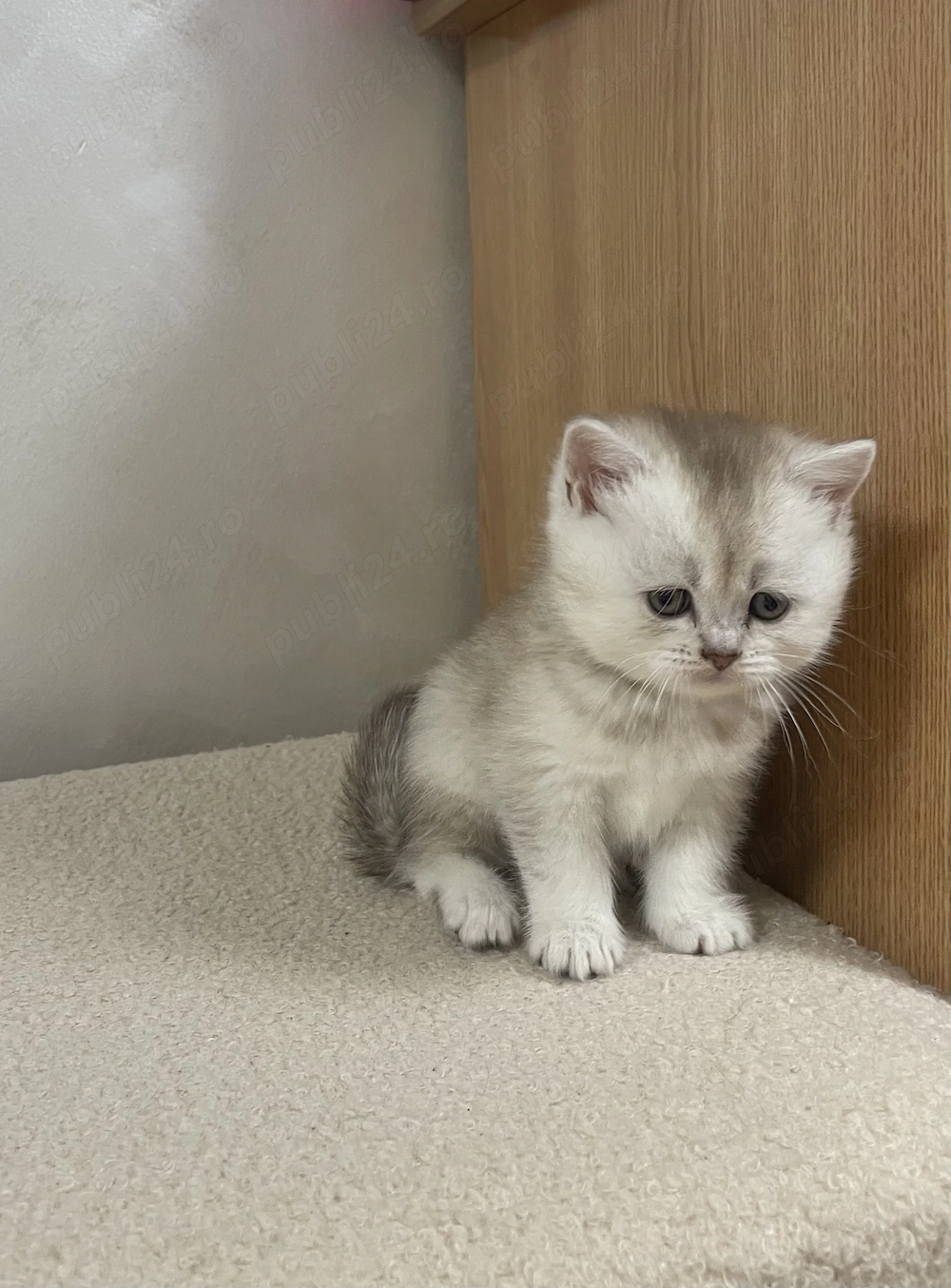 pui british scottish