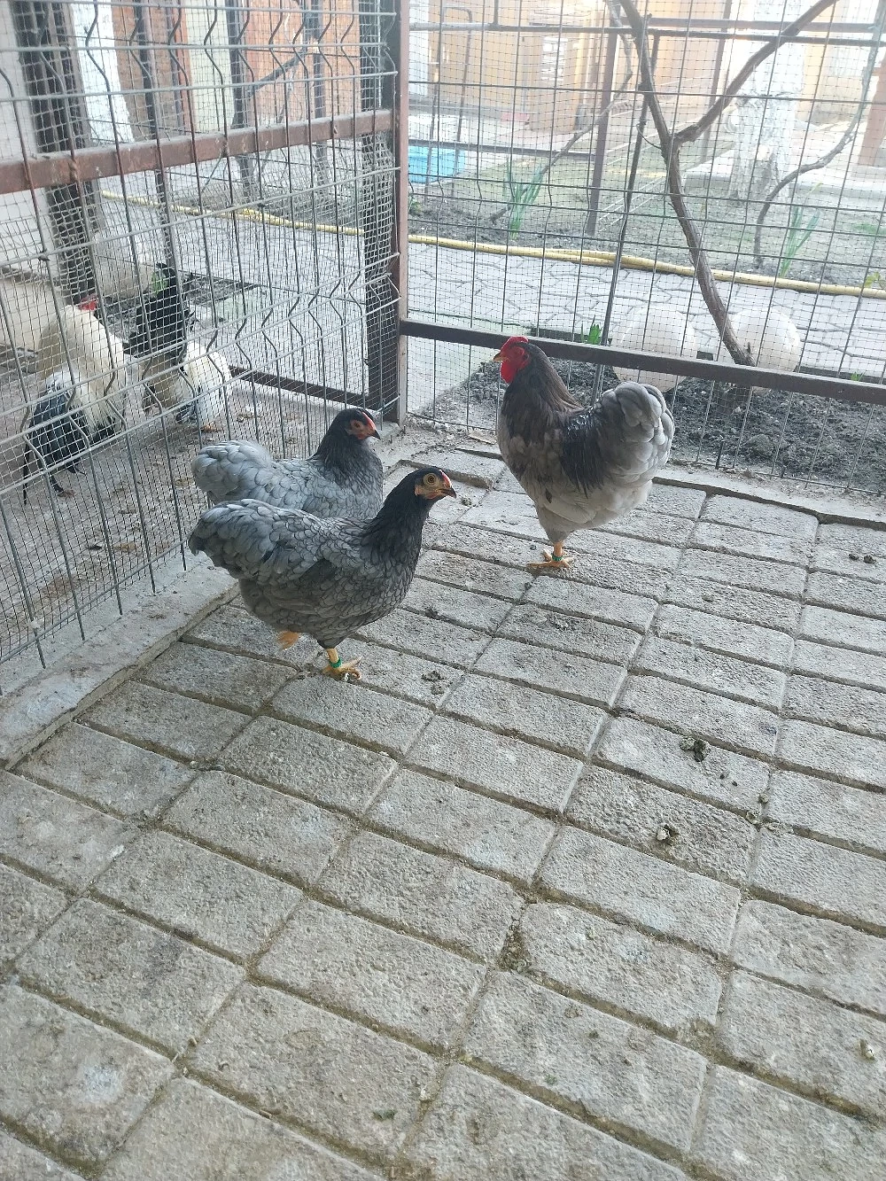 Wyandotte Albastru pitic 