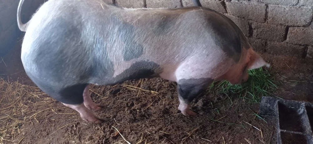 De vânzare  purcea 90 kg