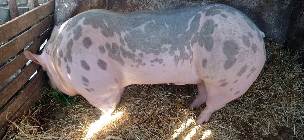 Vând 1 vier și 2 purcele pietran 