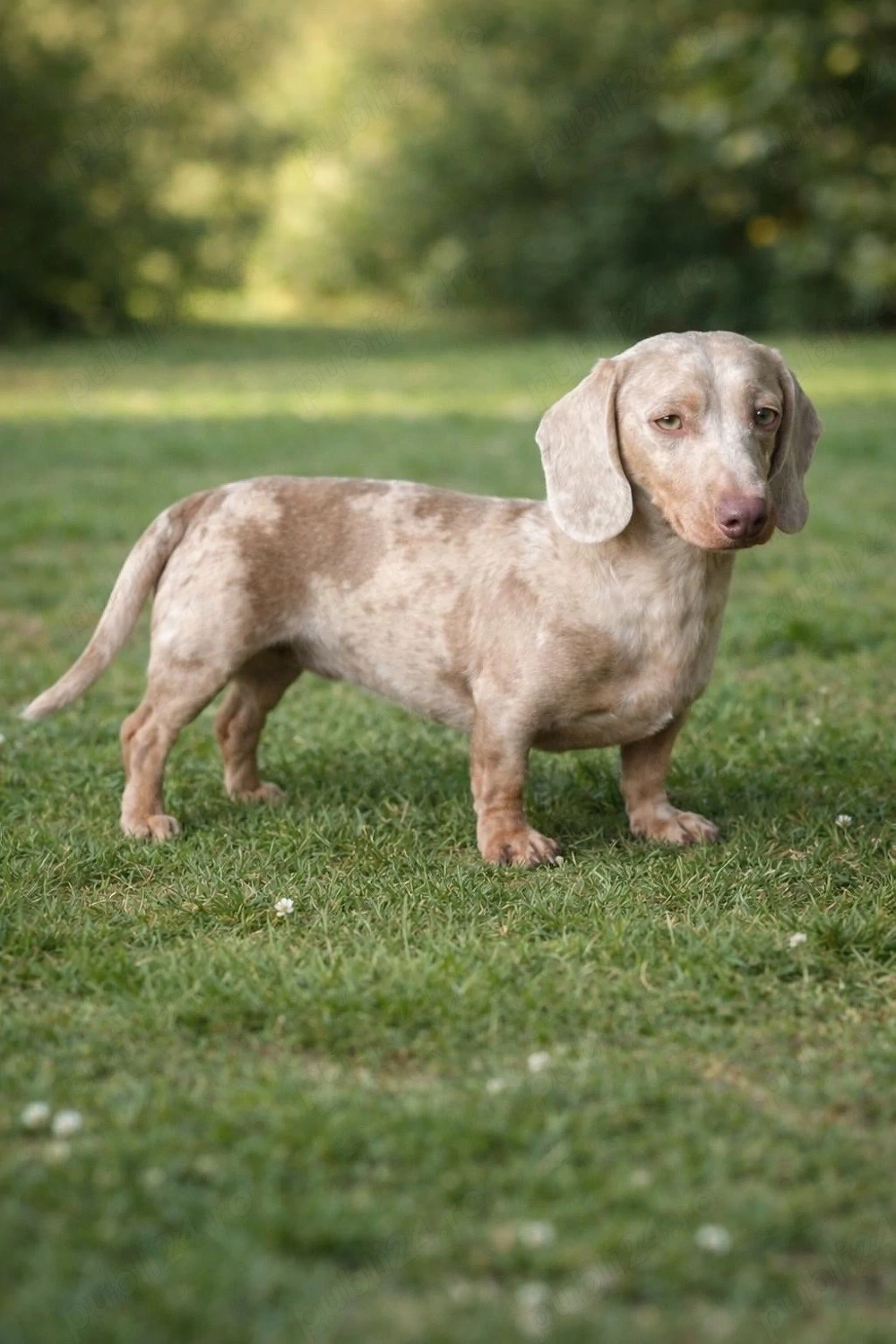 mascul teckel izabell 