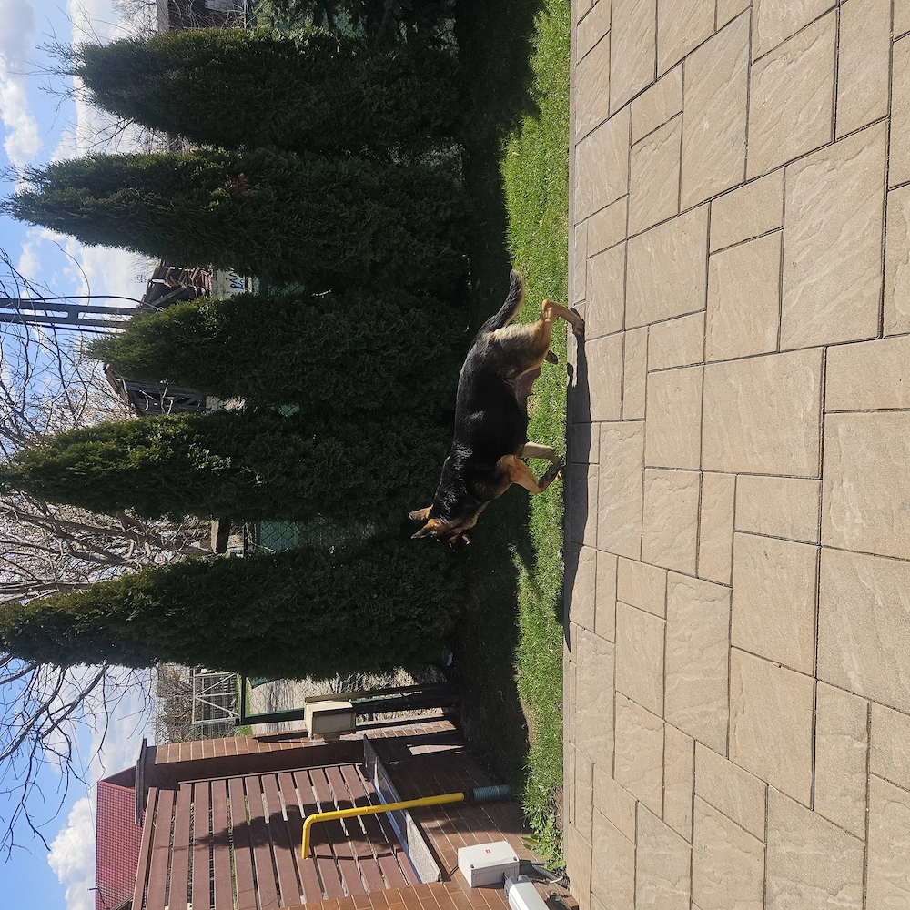 Vand pui ciobanesc german