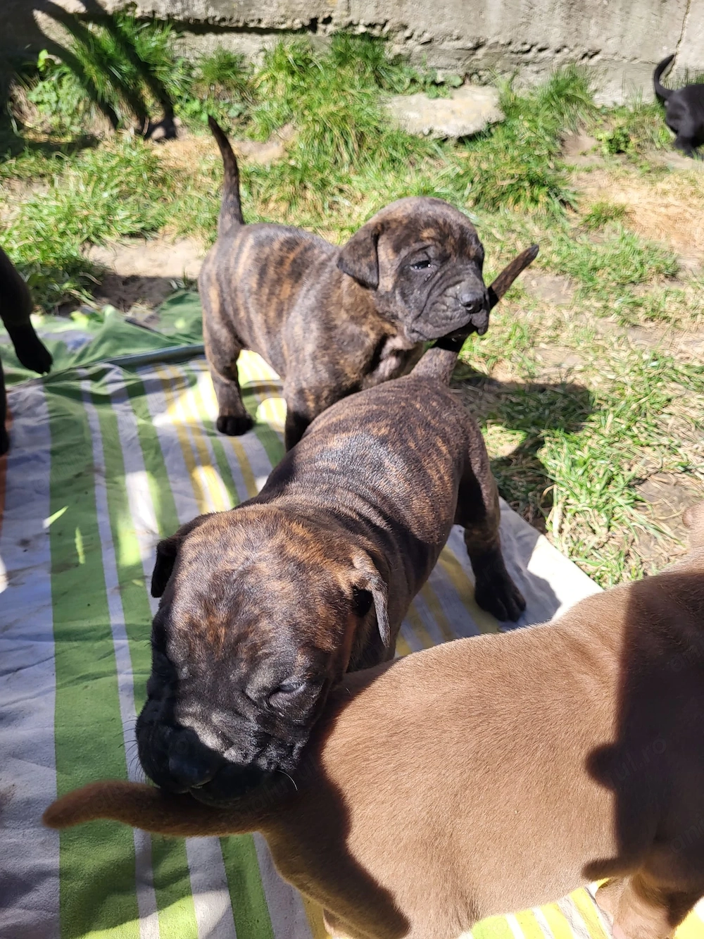 Pui de vânzare - Cane Corso rasă pură