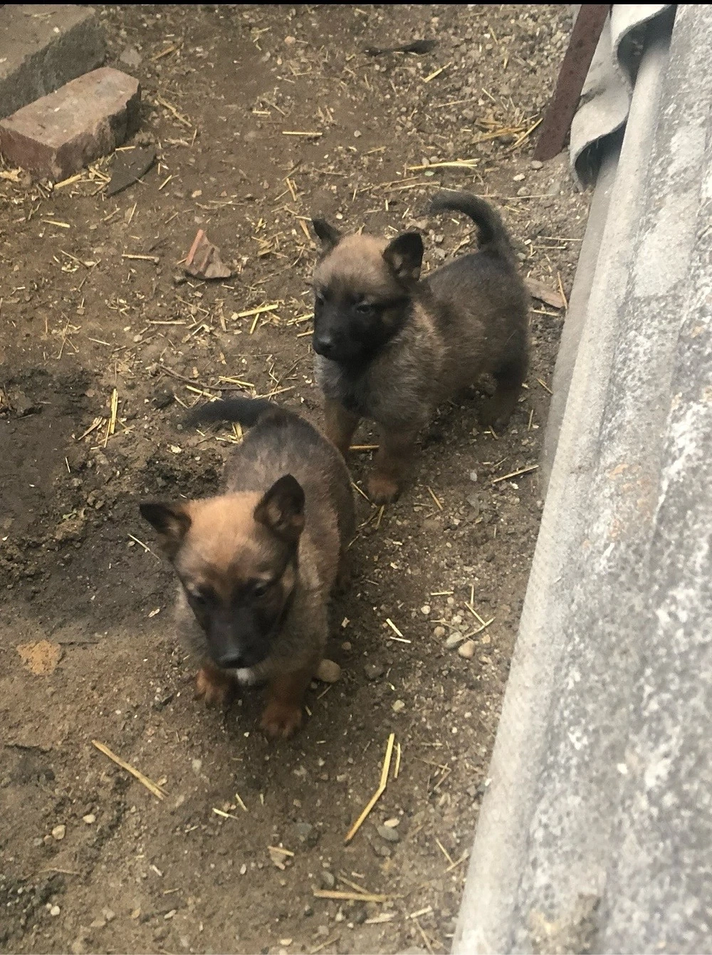 Ciobanesc Belgian Malinois 