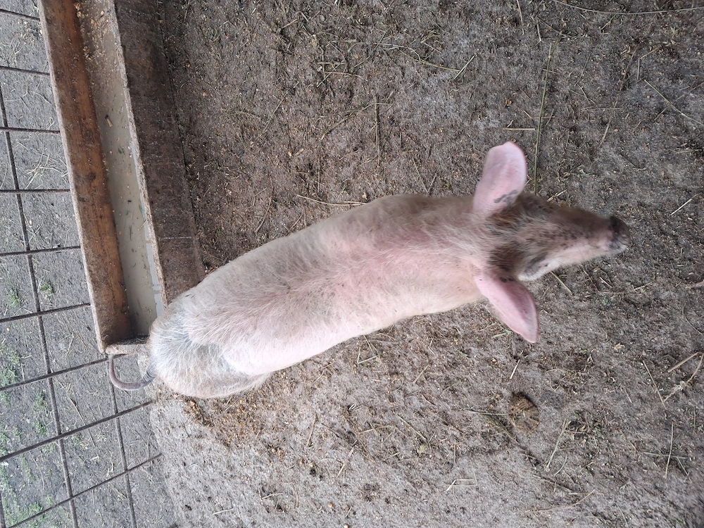 Purcel necastrat  13 saptamani 