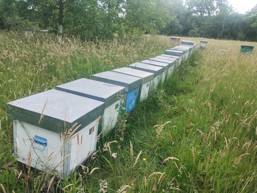 Lăzi de albine de 10 rame.