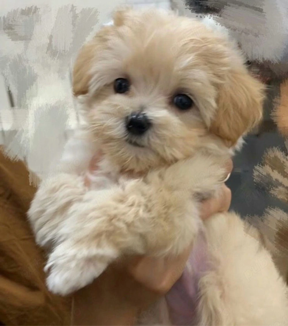 maltipoo 2 luni 