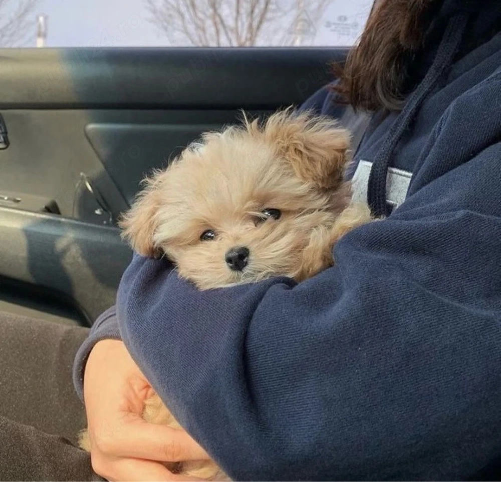 maltipoo crem auriu 2 luni