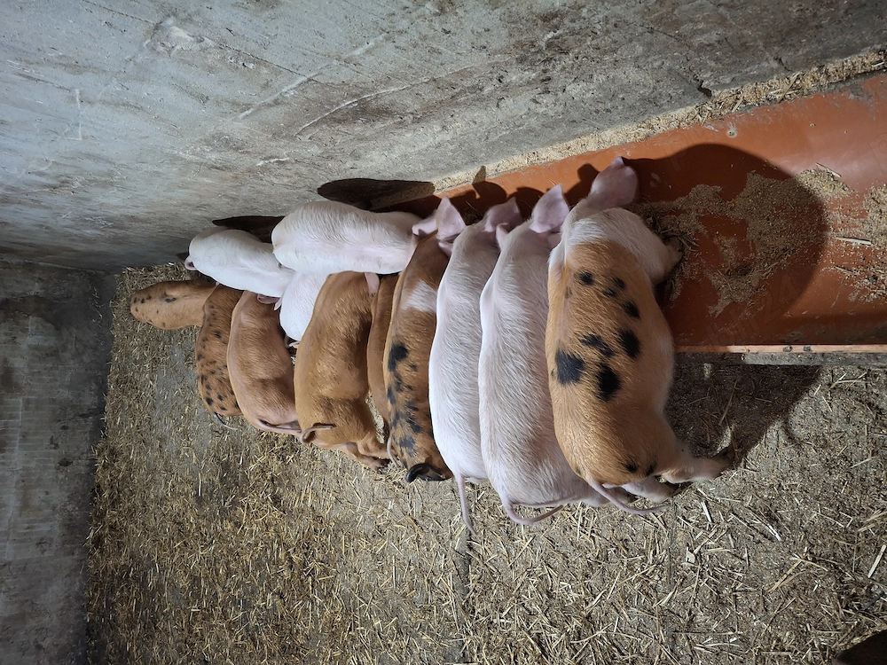 Vând purcei 6 săptămâni 600lei perechea. 