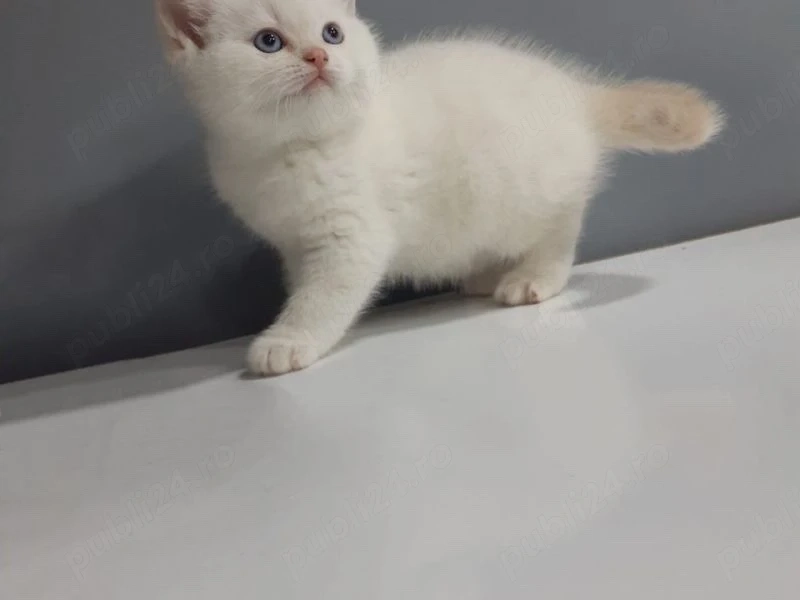 Ragdoll jucaus 