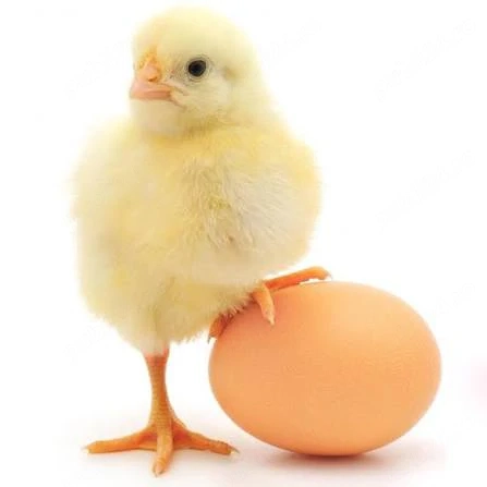 Sussex si Australorp oua pentru incubat