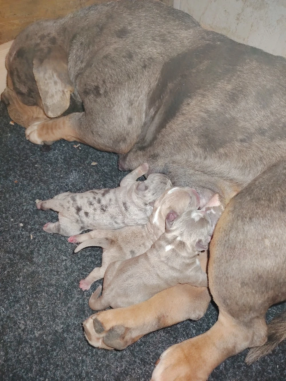 American bully pochet