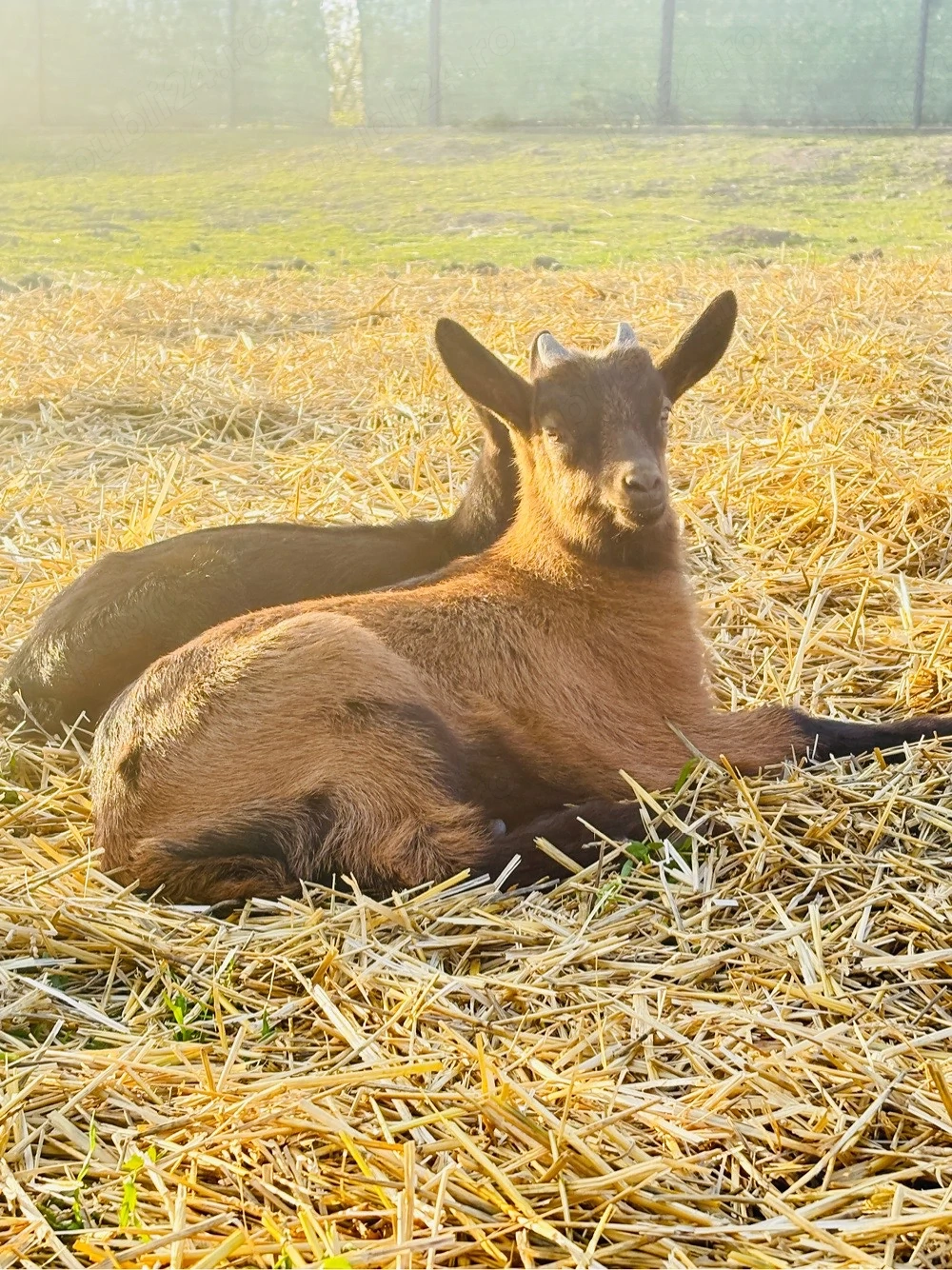 Iezi Alpina franceza