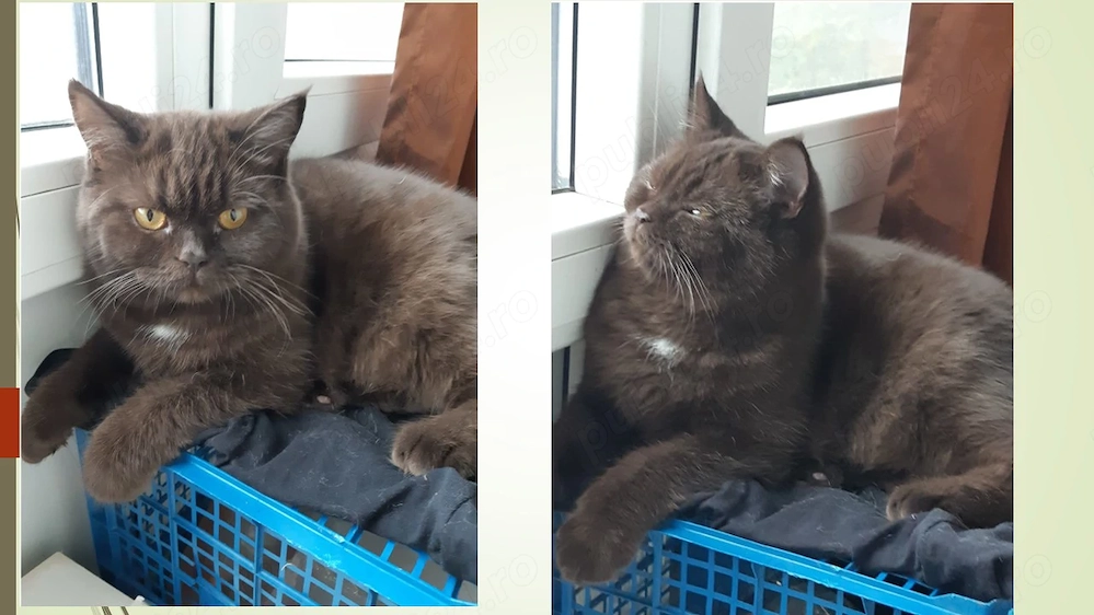 Chocolate cauta un nou stapan doritor de pui