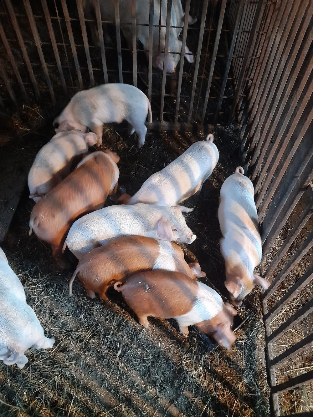 Oncești Vânzare porci de carne 7 săptmâni