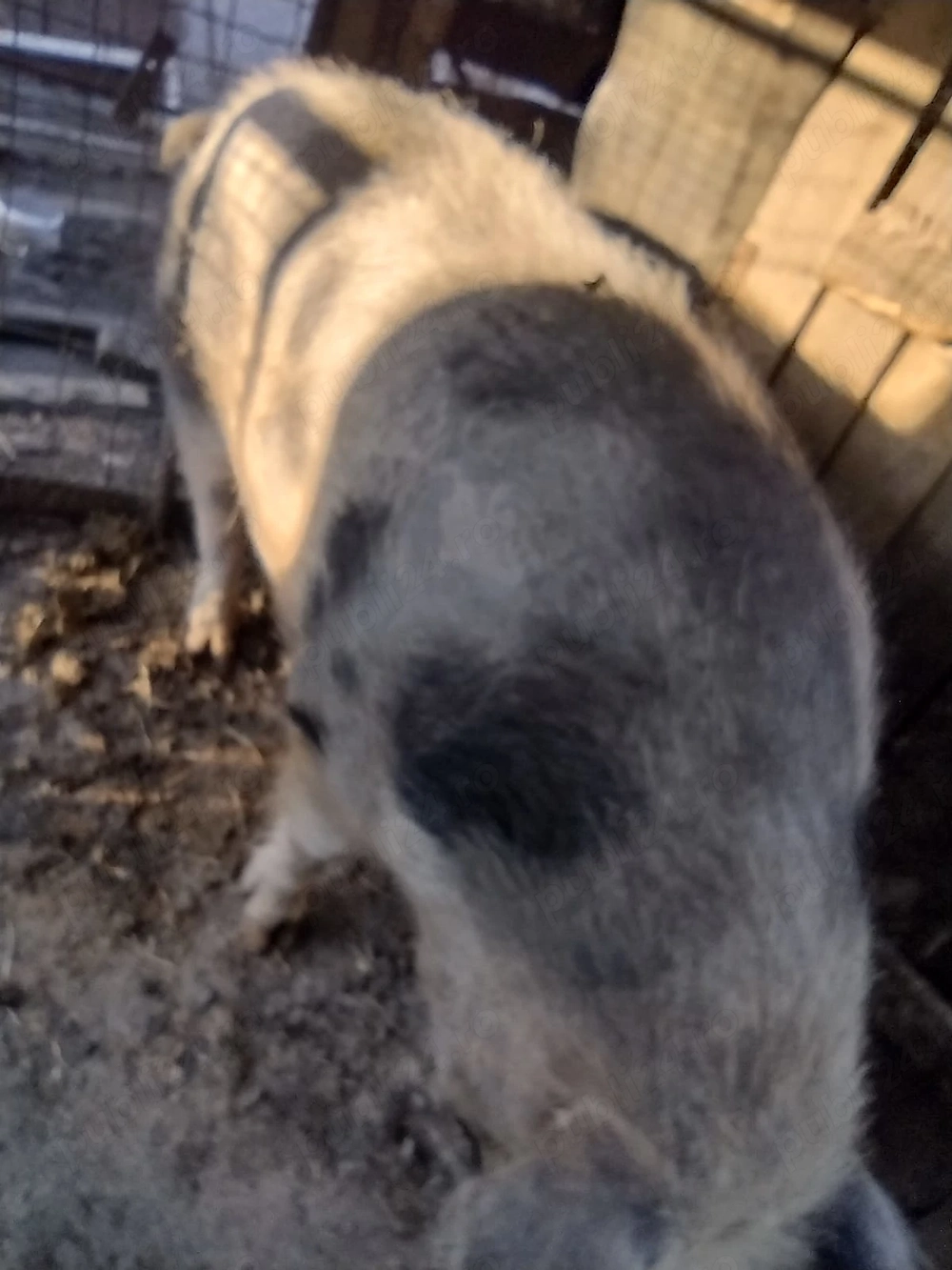 porc de vanzare aproximativ 300 kg preț 4000 lei