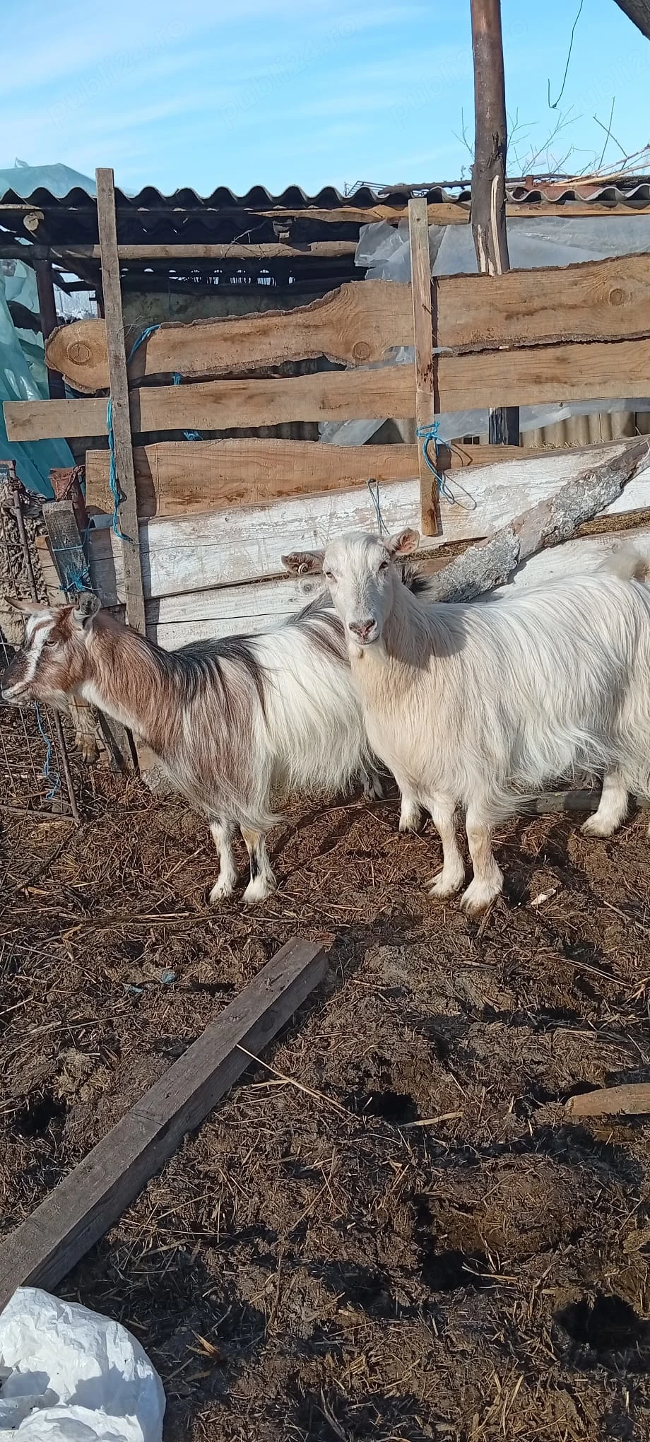 De vânzare 2 capre sterpe 