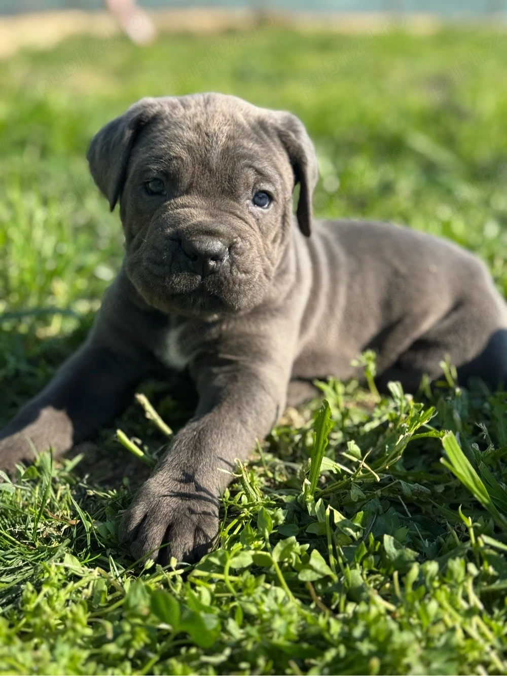 Vand Cătei Cane Corso 