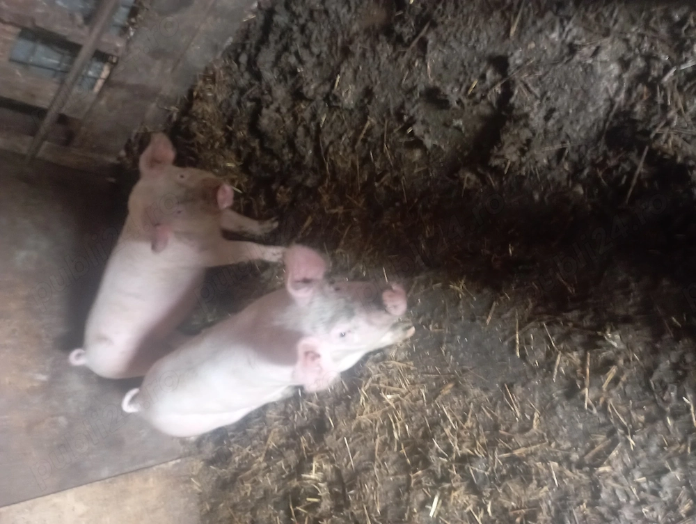 Doi purcei de vazare