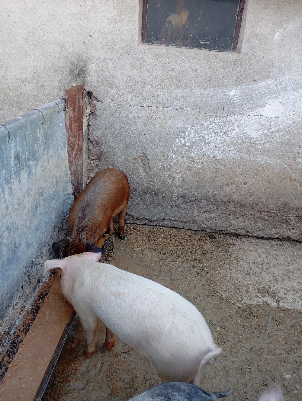 De vânzare grăsuni 