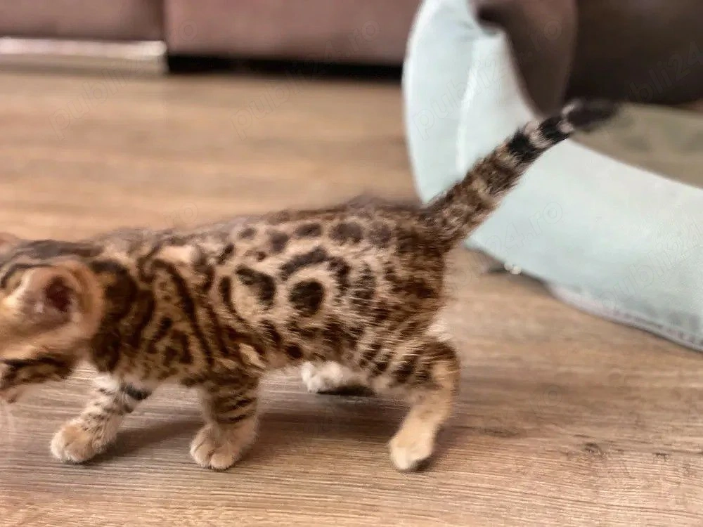 Pui pisica bengaleza,Asigur transport!