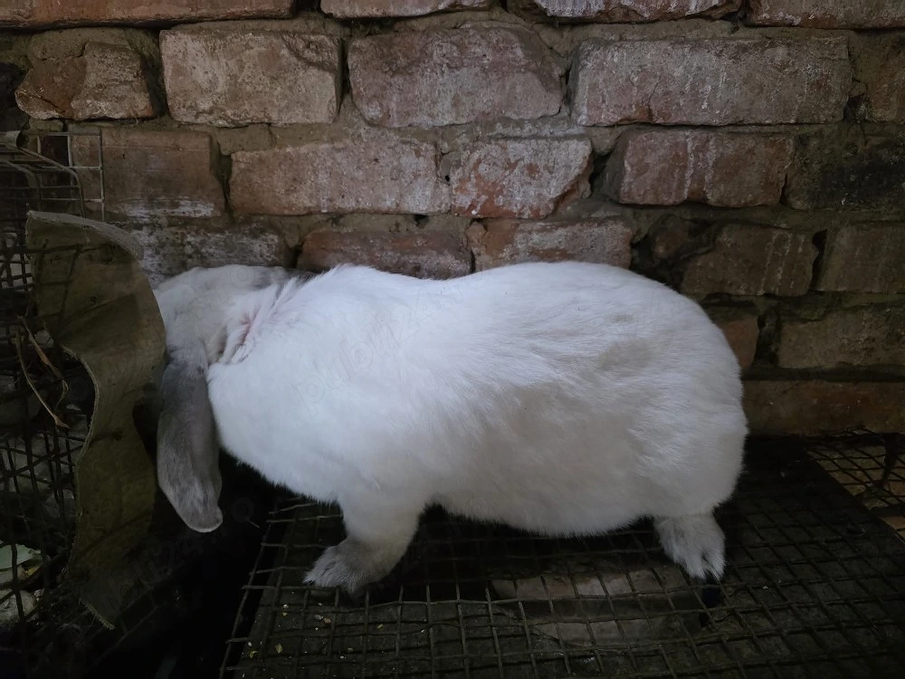 Vând femela sau schimb 