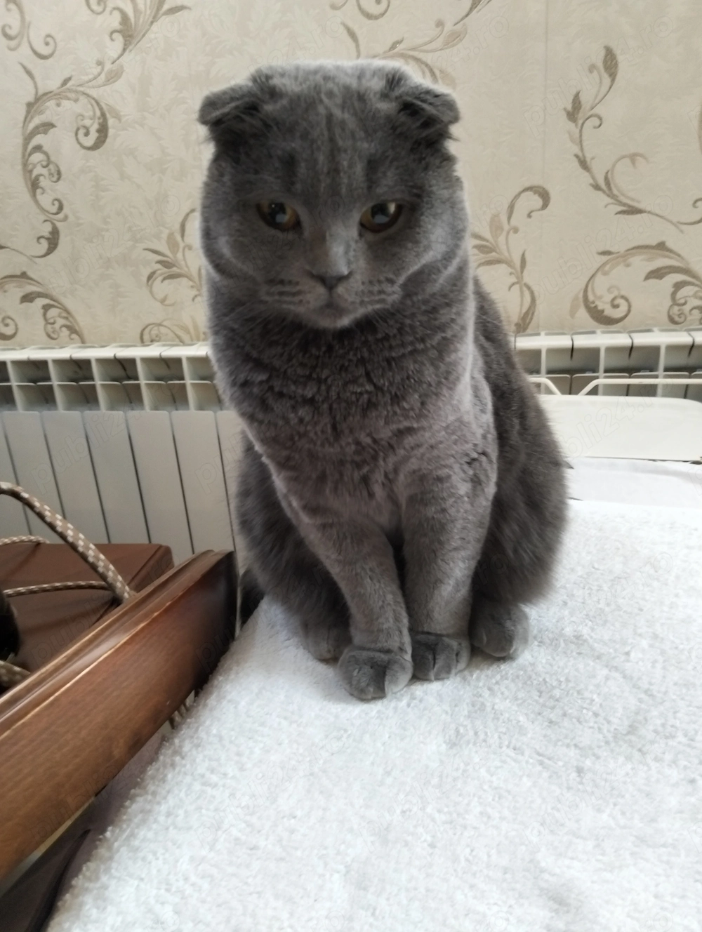 Donez pisicuță Scotish Fold