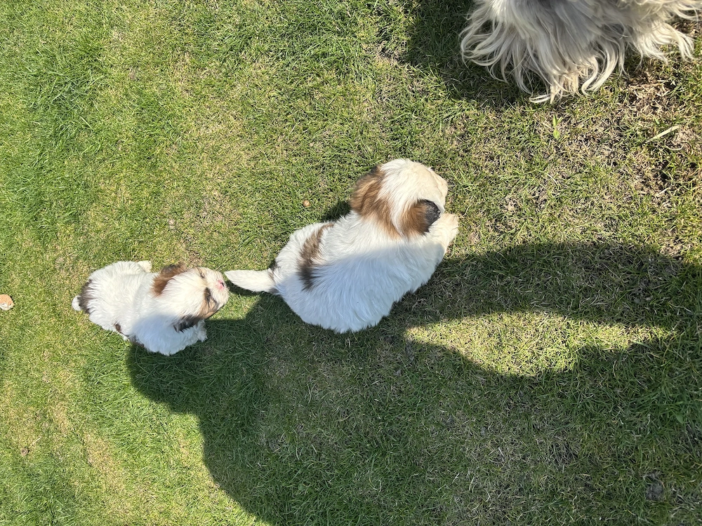 Cățel shih tzu deparazitat