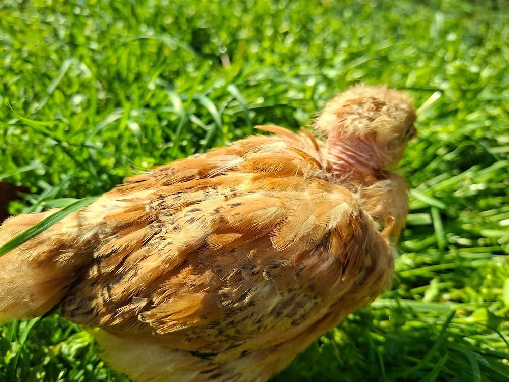 Puii Calitatea 1 toate Rasele 