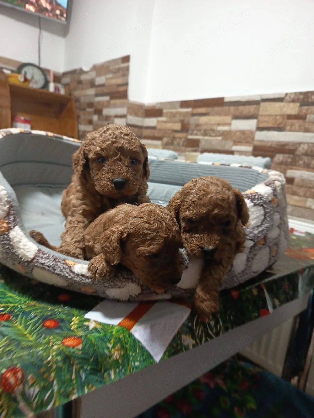 se vinde pudel cu pedegree atestati medical