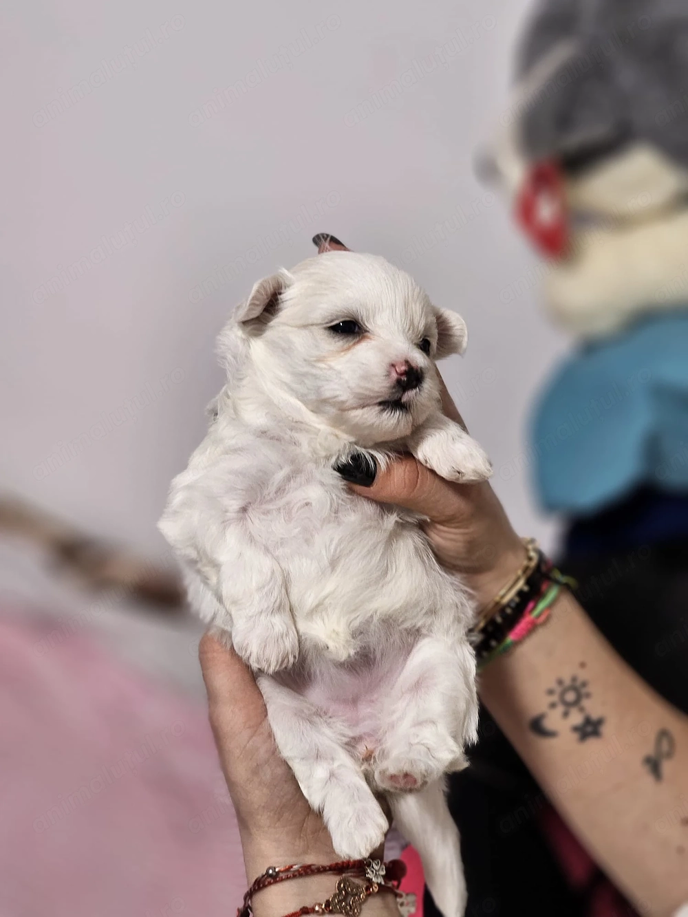 Căței Bichon Maltez 6 săptămâni