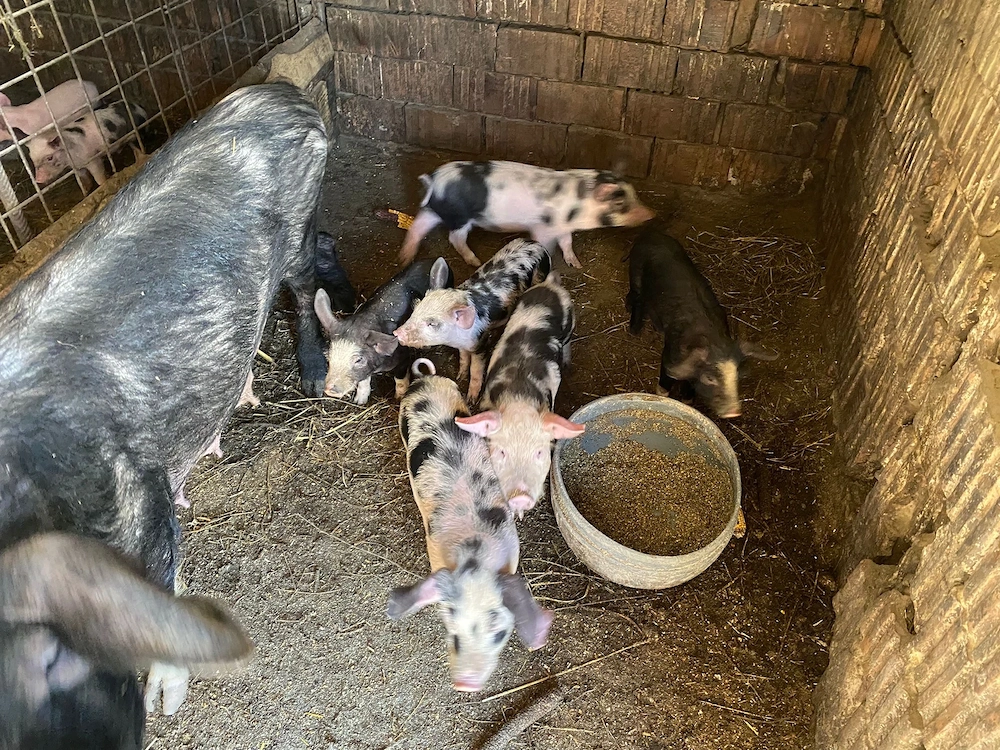 Vând purcei de 7 săptămâni 