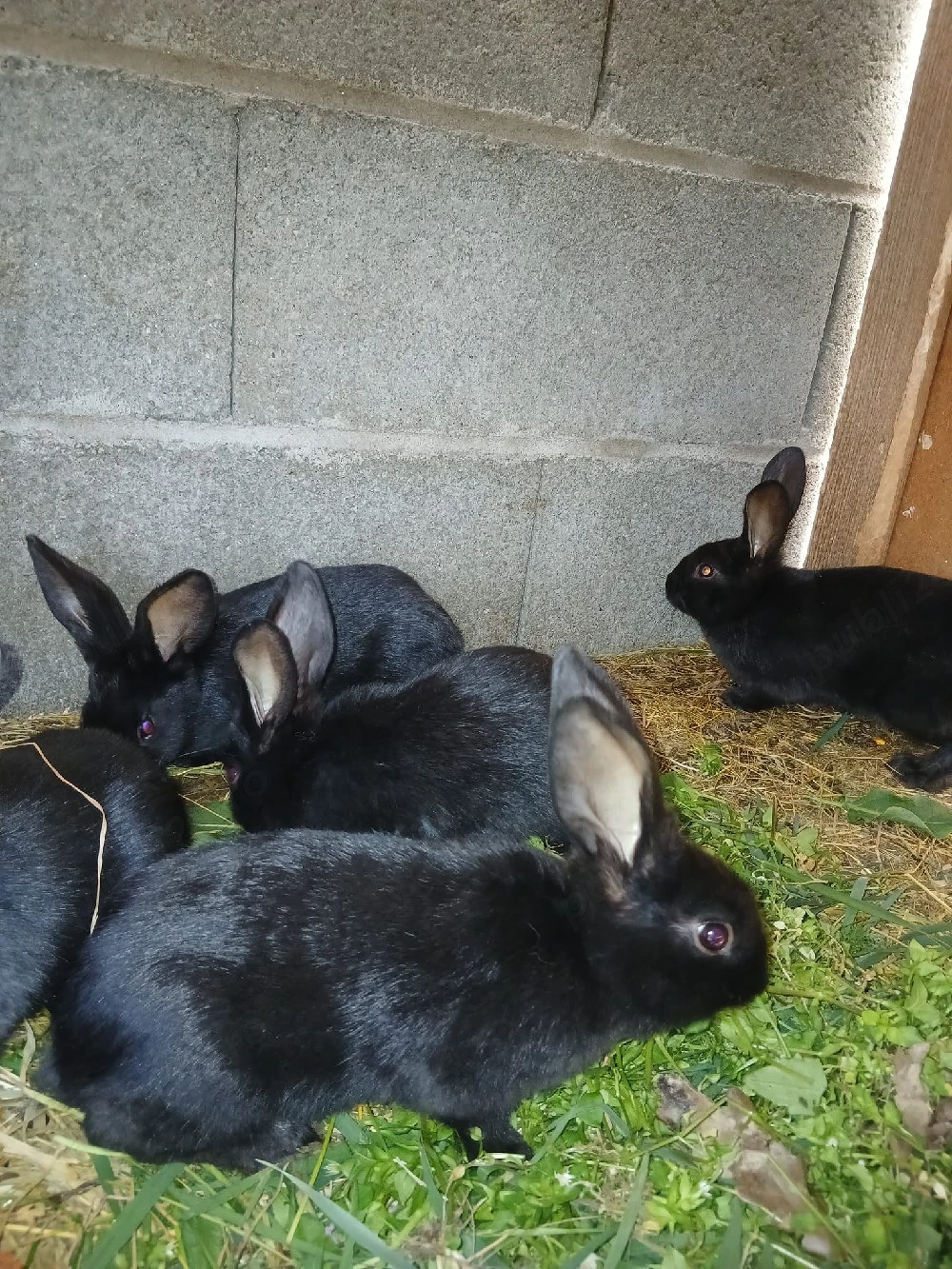 Iepurași de vânzare