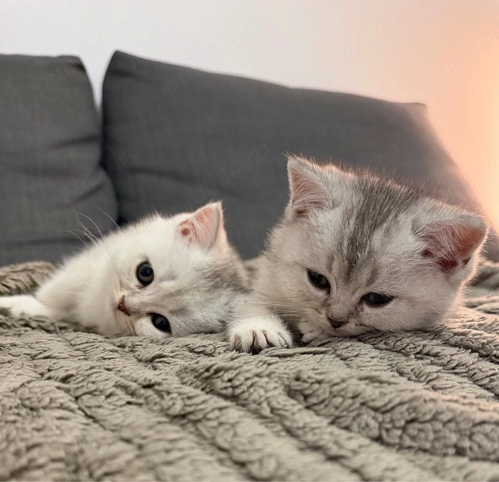 Doi puișori British Shorthair își caută familii iubitoare