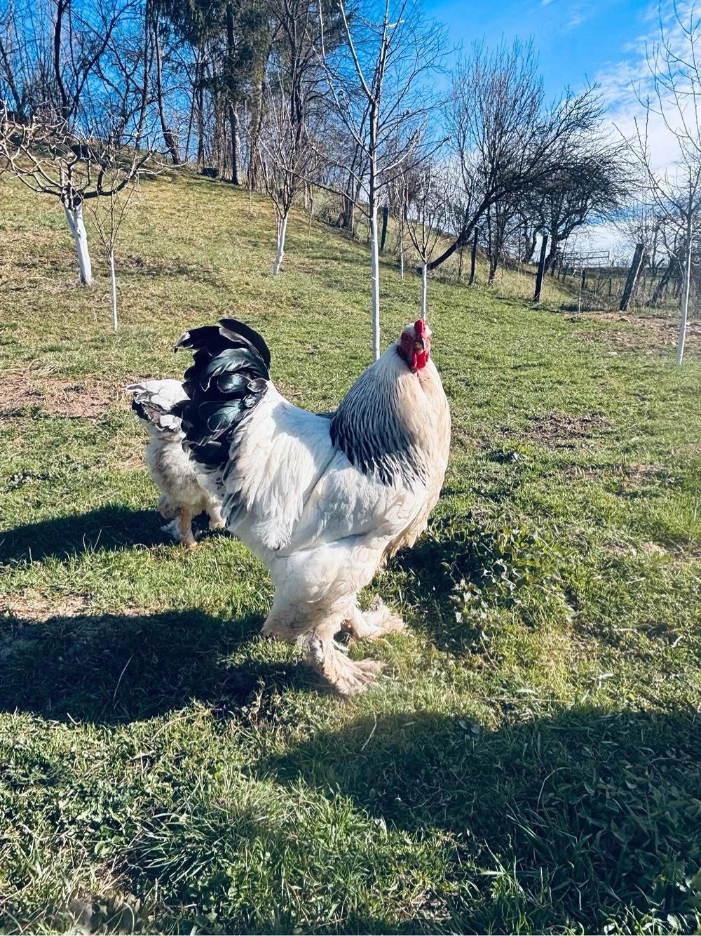 Vând ouă Brahma Hd