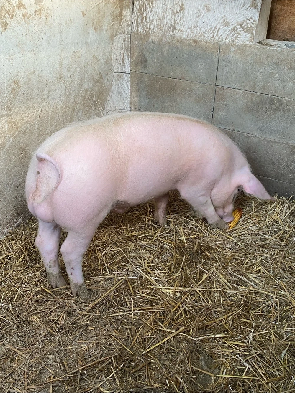 VIER landrace+pietrain in jur de 70 kg