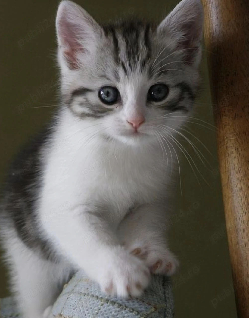 siberiană de Pădure 