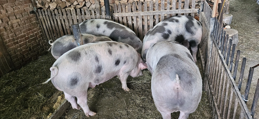 Vând porci rasa de carne !