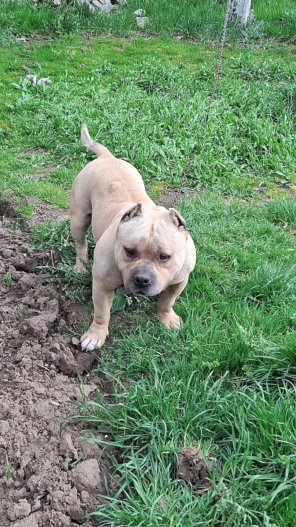 Vând Mascul American Bully Pokett de 2.5 Ani  