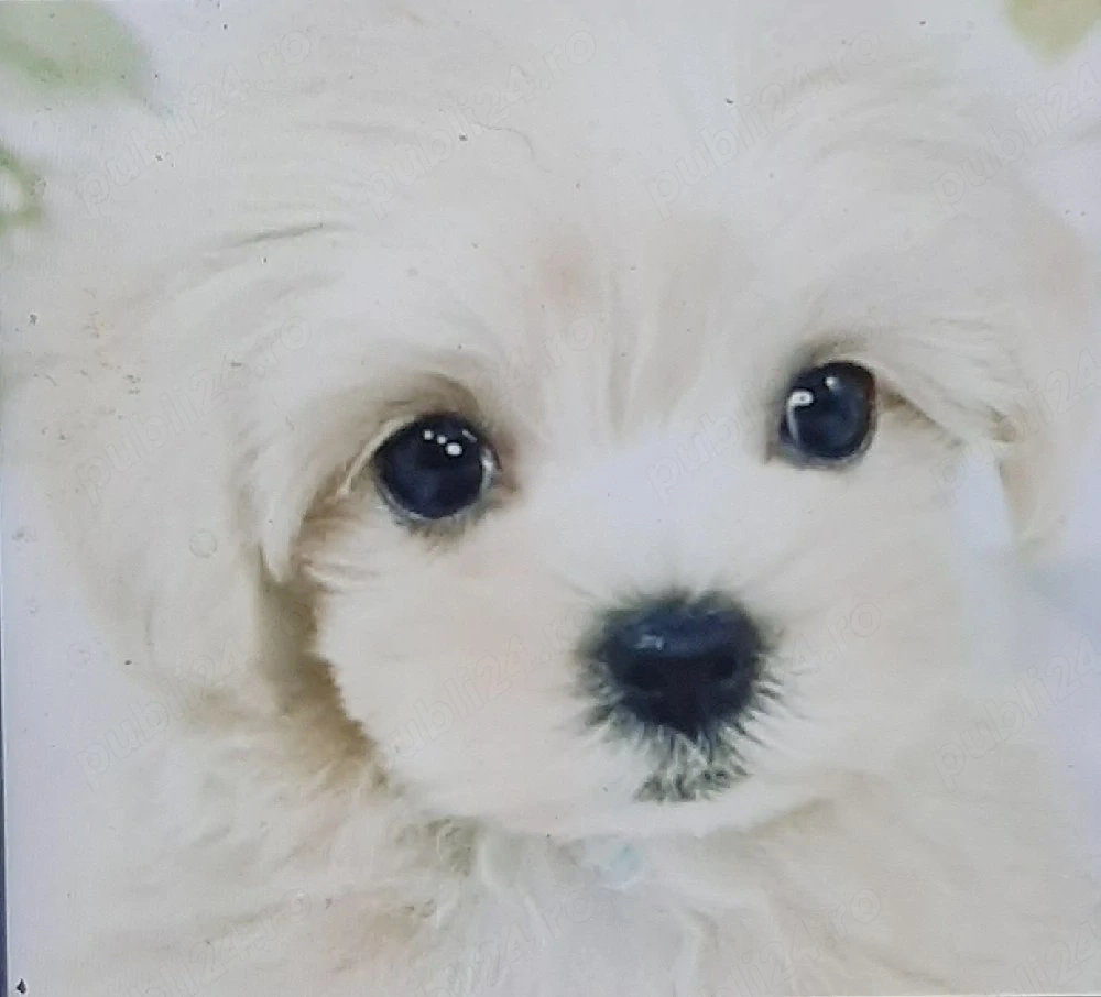 Vand bichonica miny toy 6 saptamani fetita