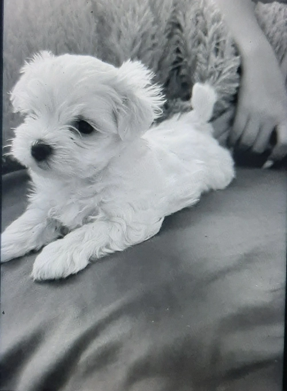 Vand bichonica miny toy 6 saptamani fetita