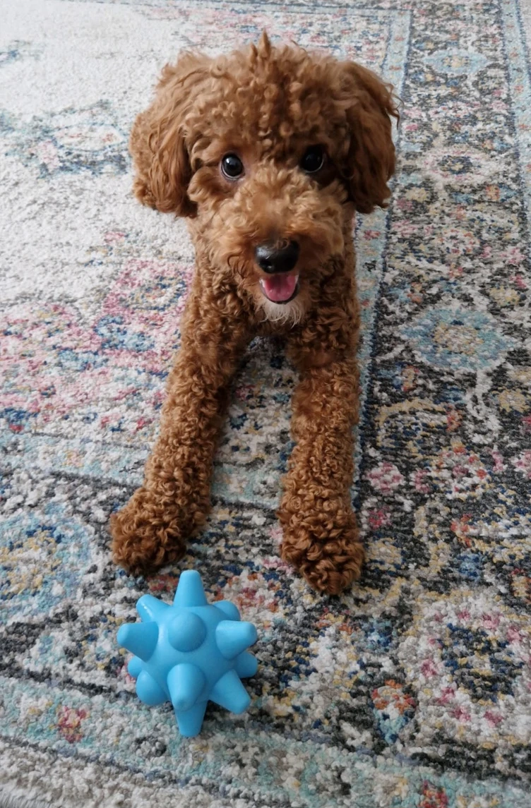 Cavapoo băiețel 